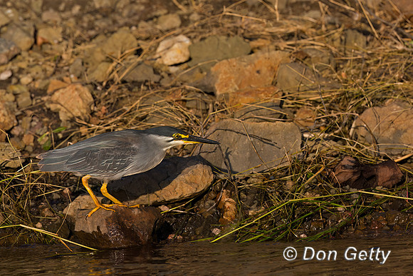 Striated Heron