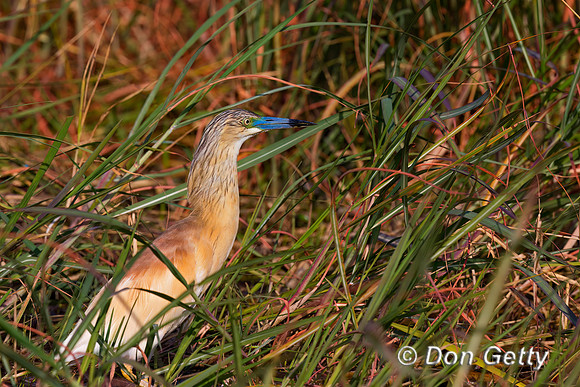 Squacco Heron