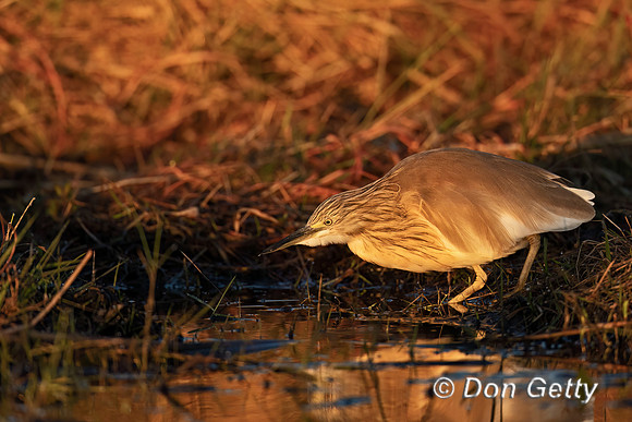 Squacco Heron
