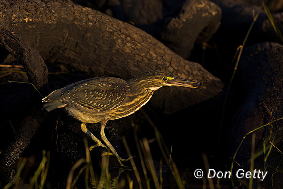 Striated Heron