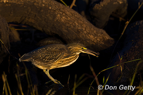 Striated Heron