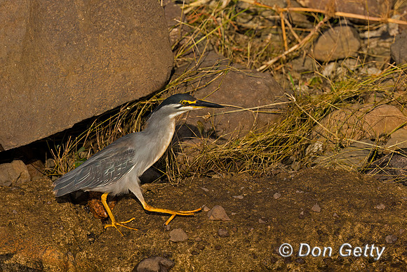 Striated Heron