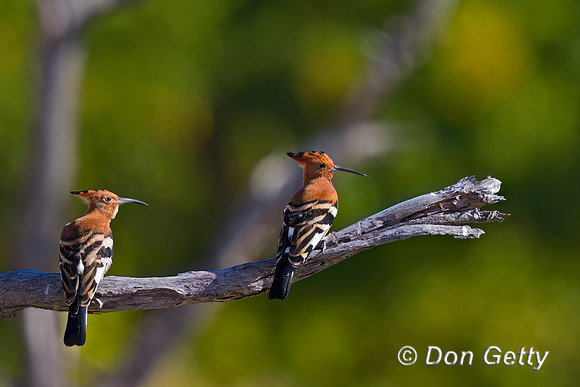 Hoopoe