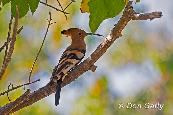 Hoopoe