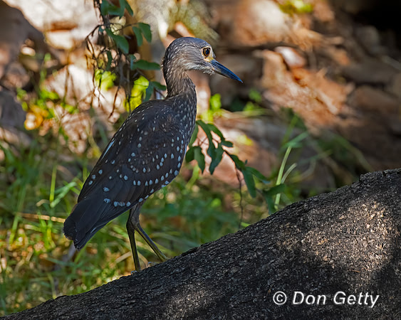 White-backed Night Heron