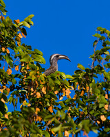 Hornbill_AG_A45T2043