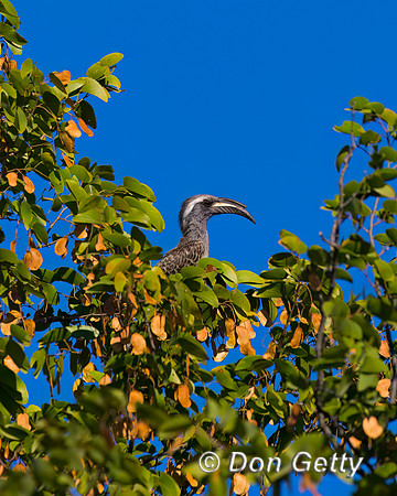 Hornbill_AG_A45T2043