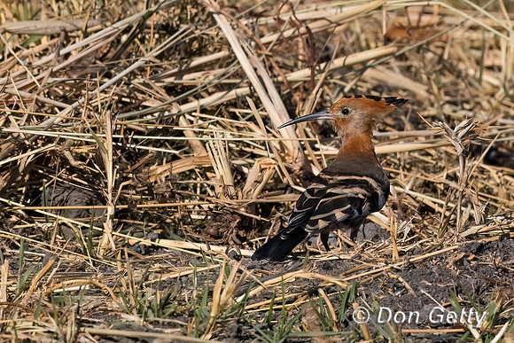 Hoopoe