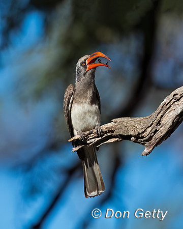 Bradfield's Hornbill