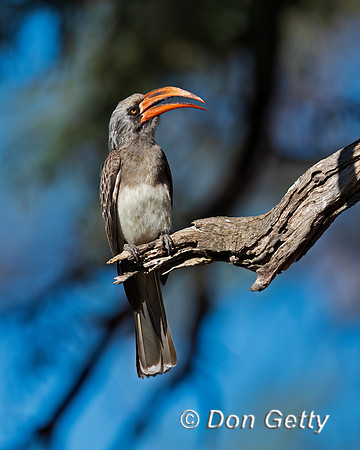 Bradfield's Hornbill