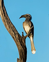 African Grey Hornbill