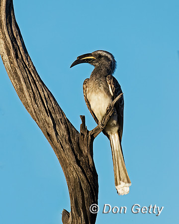 African Grey Hornbill