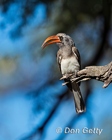 Bradfield's Hornbill