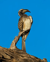 African Grey Hornbill