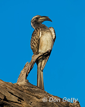 African Grey Hornbill