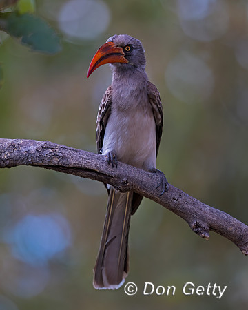 Bradfield's Hornbill