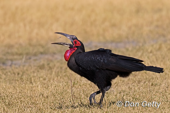 Southern Ground Hornbill