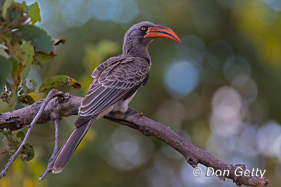 Bradfield's Hornbill