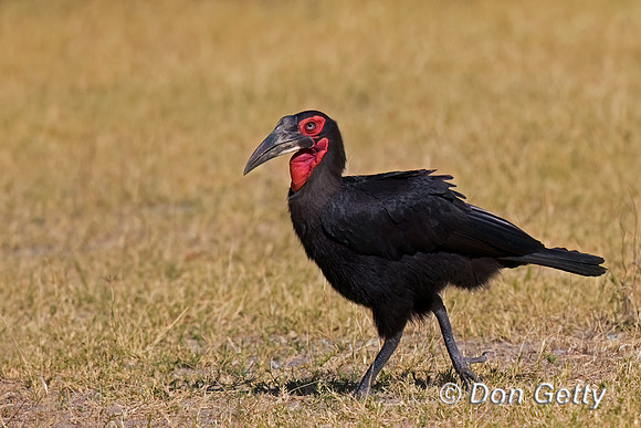 Southern Ground Hornbill