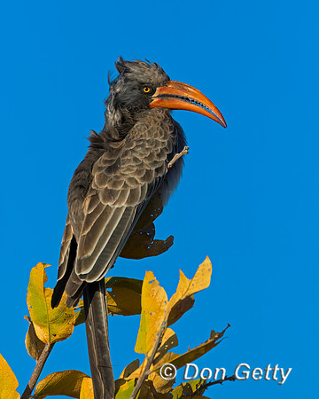 Bradfield's Hornbill