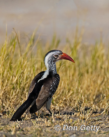 Southern Red-billed Hornbill