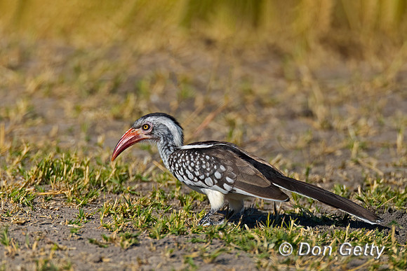 Southern Red-billed Hornbill