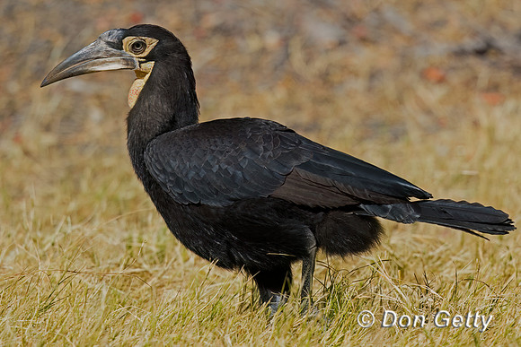 Southern Ground Hornbill