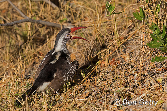 Southern Red-billed Hornbill
