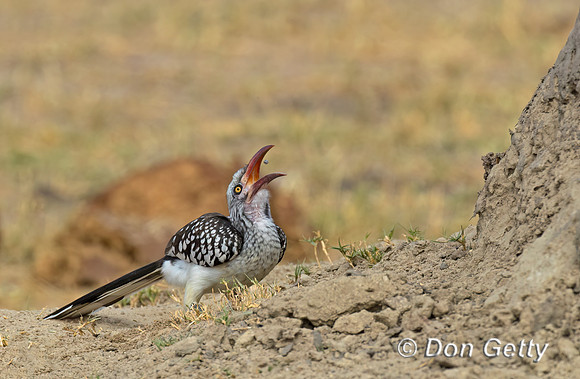 Southern Red-billed Hornbill