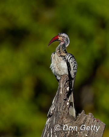 Southern Red-billed Hornbill