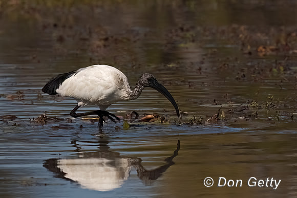Sacred Ibis