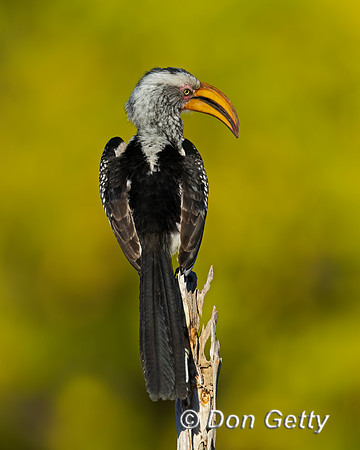 Southern Yellow-billed Hornbill