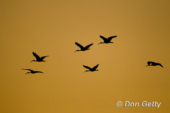 Sacred Ibis