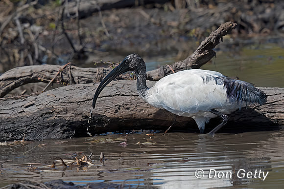 Sacred Ibis