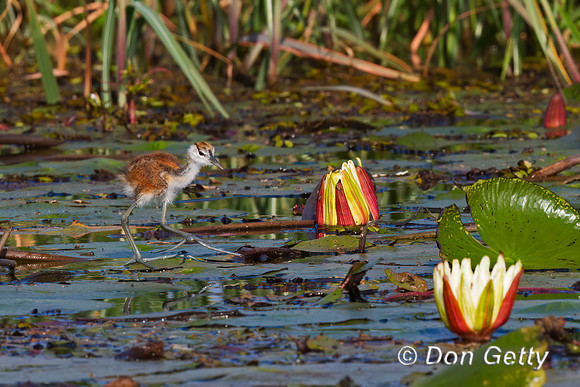 African Jacana