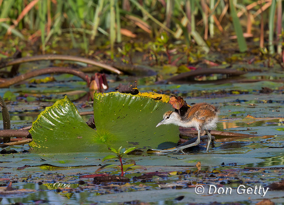African Jacana