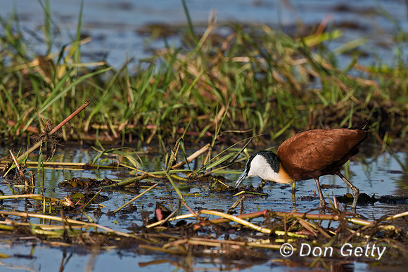 African Jacana