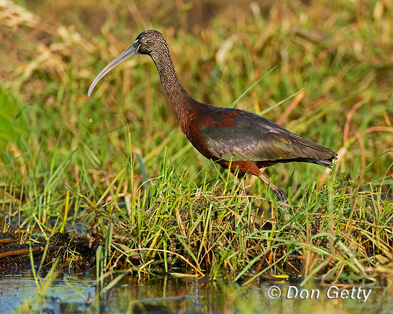 Glossy Ibis,