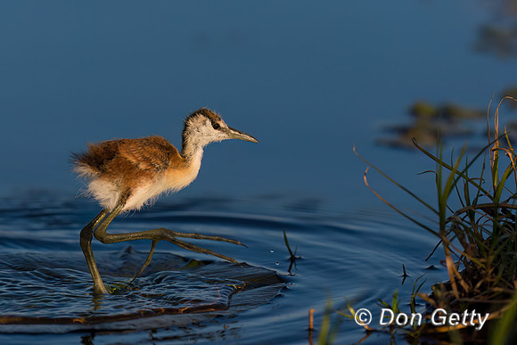 African Jacana