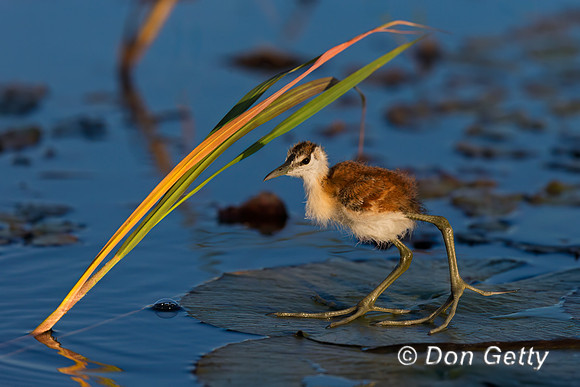 African Jacana