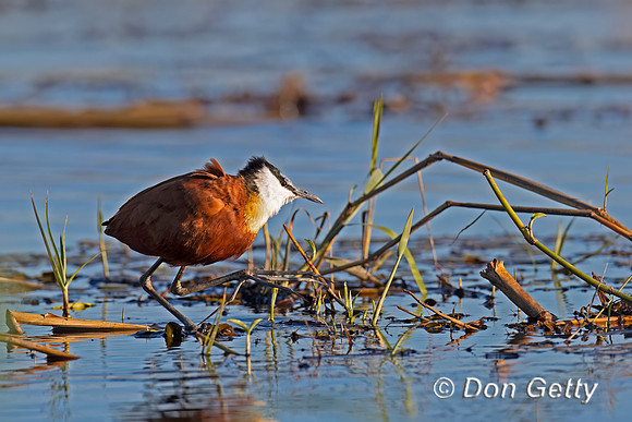 African Jacana,