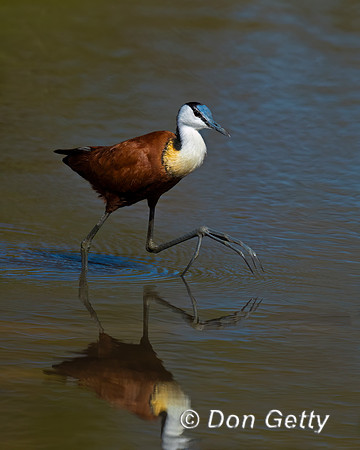 African Jacana