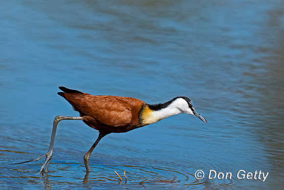African Jacana