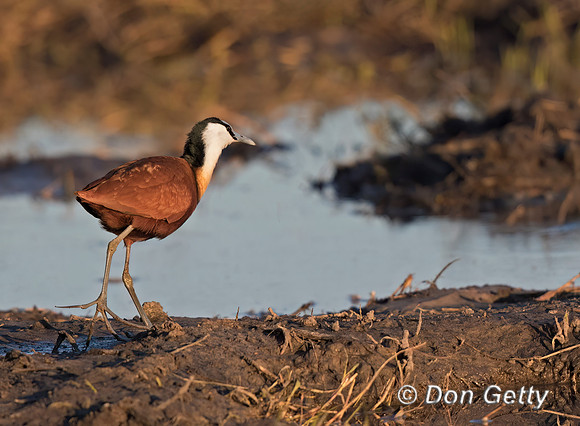 African Jacana