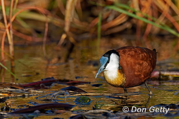 African Jacana