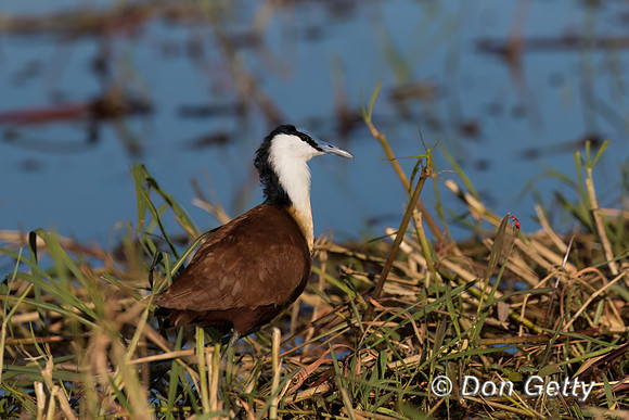 African Jacana