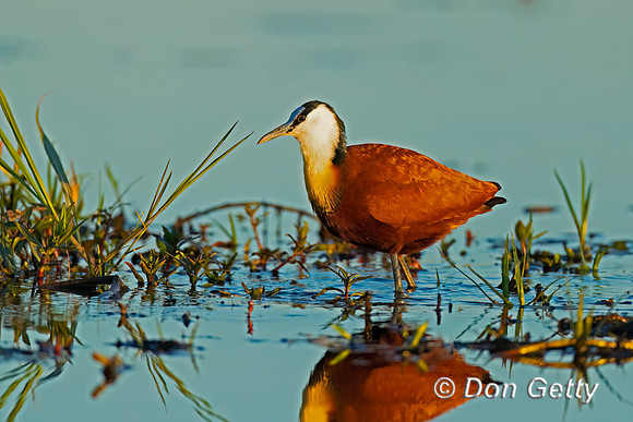 African Jacana