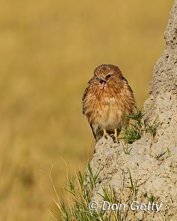 Greater Kestrel