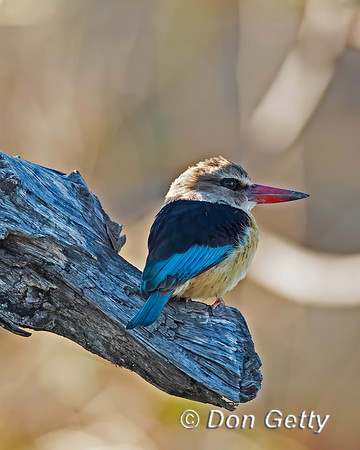 Brown-hooded Kingfisher