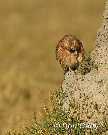 Greater Kestrel